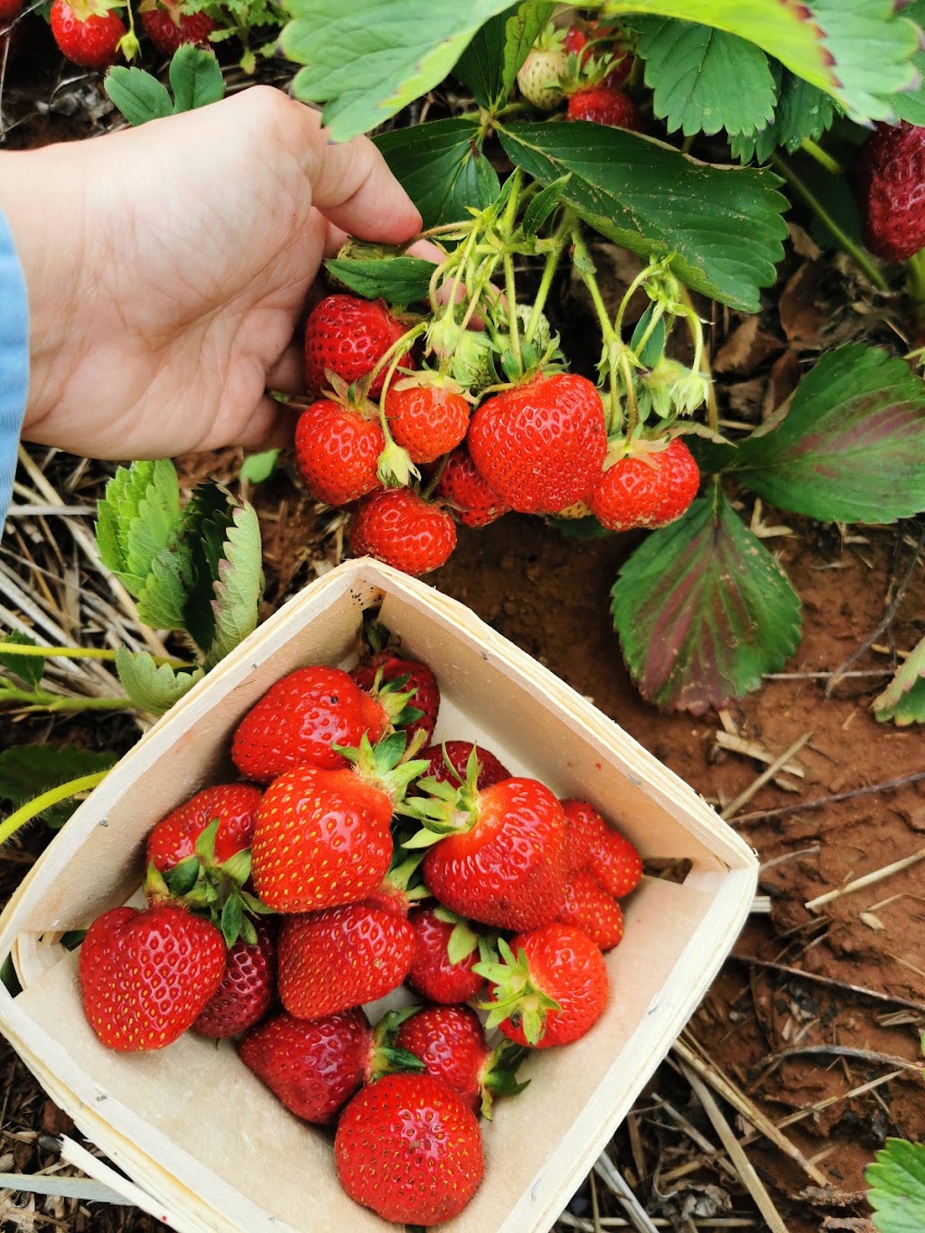 Coffins Berry Farm | 2255 PE-214, Mount Stewart, PE C0A 1T0, Canada | Phone: (902) 676-2975