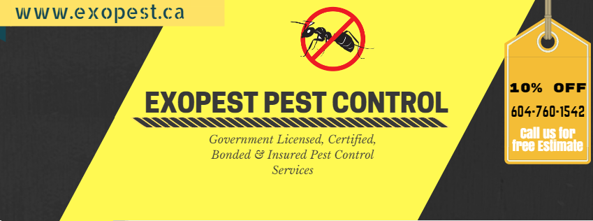 Exopest Pest control | 47, 20821 Fraser Hwy, Langley City, BC V3A 4G7, Canada | Phone: (604) 760-1542