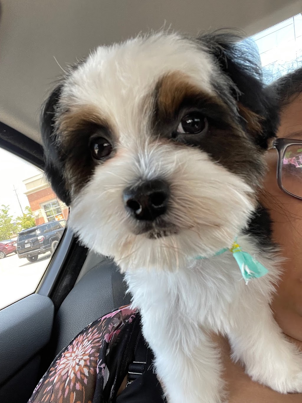 Cutie Club Pet Grooming | 5631 Steeles Ave E unit 7, Scarborough, ON M1V 5P6, Canada | Phone: (416) 792-6118