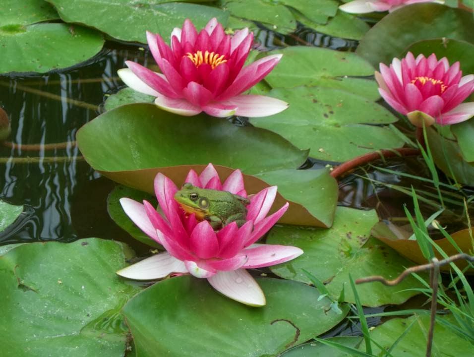 Garden Scents and Koi | 1819 Taylor Line, Coldwater, ON L0K 1E0, Canada | Phone: (705) 686-3913
