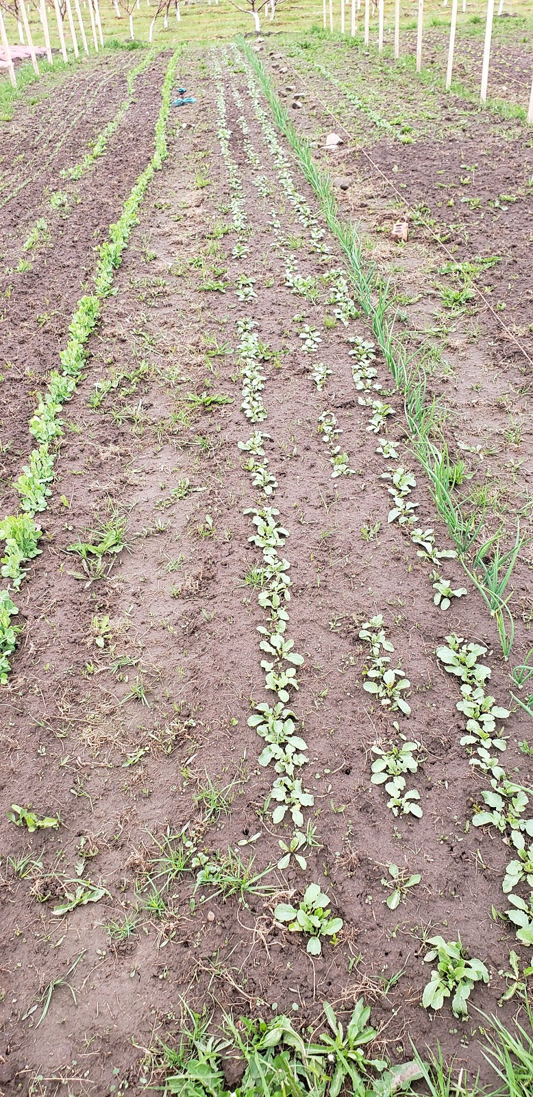 Ritas veggies farm | 4823 Thirty Rd N, Beamsville, ON L0R 1B3, Canada | Phone: (905) 587-0200