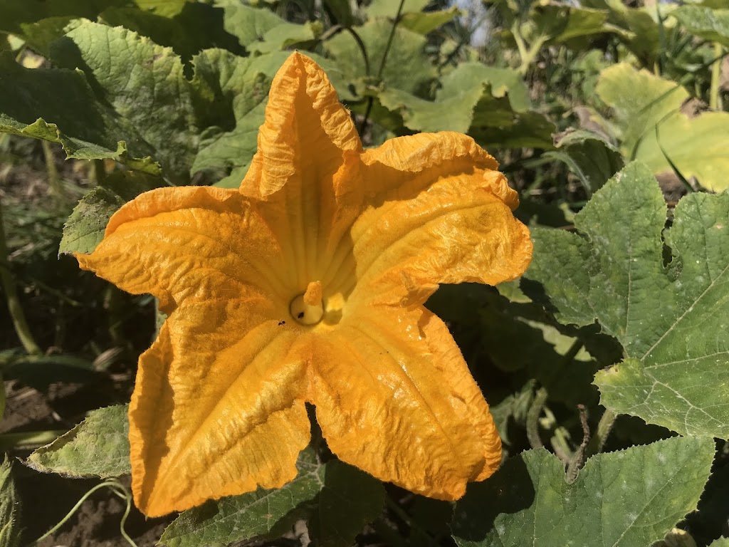 Wilson Creek Farms | 1331 3 Line, Lefroy, ON L0L 1W0, Canada | Phone: (226) 218-4638