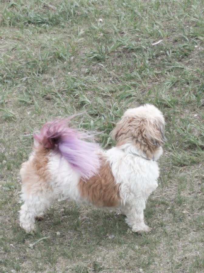 Devonshire Village Dog Park | Cal Gardner Dr, Winnipeg, MB R2C 4M4, Canada