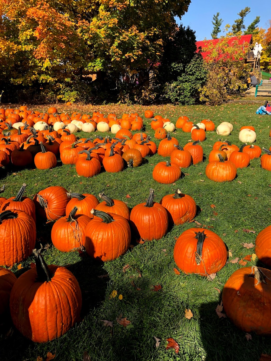 Proulx Maple & Berry Farm | 1865 OToole Rd, Cumberland, ON K4C 1N2, Canada | Phone: (613) 833-2417