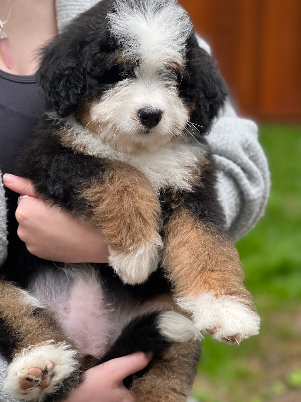 Legacy Kennels | 2250 Dolphin Rd, North Saanich, BC V8L 5Y7, Canada | Phone: (250) 944-1800