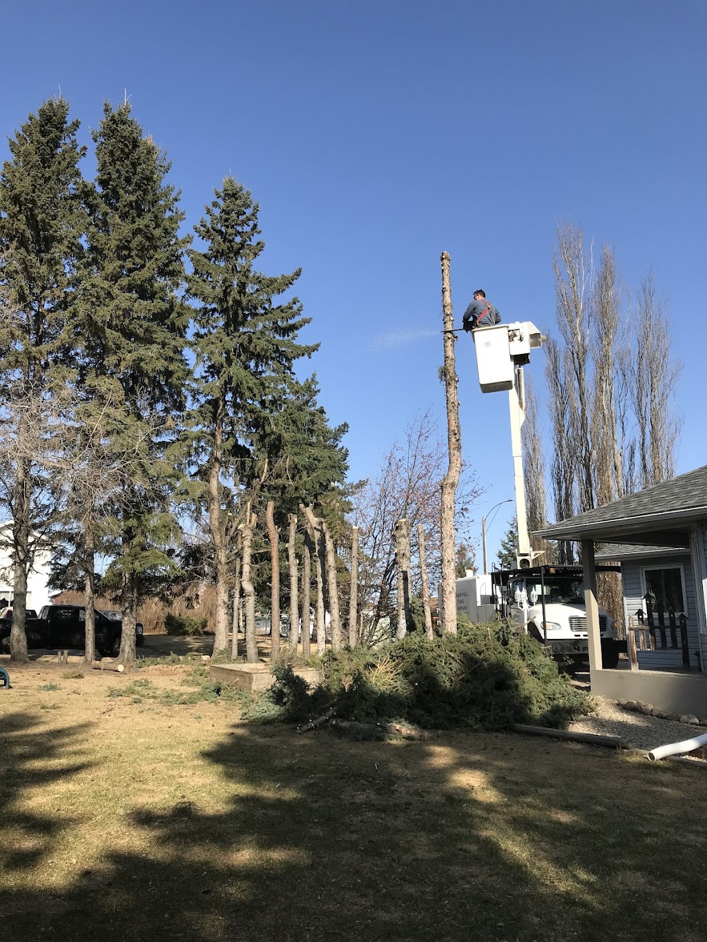 Fisher Hill Tree Company | 48075, Range Rd 194, Camrose, AB T4V 2N1, Canada | Phone: (780) 678-4909