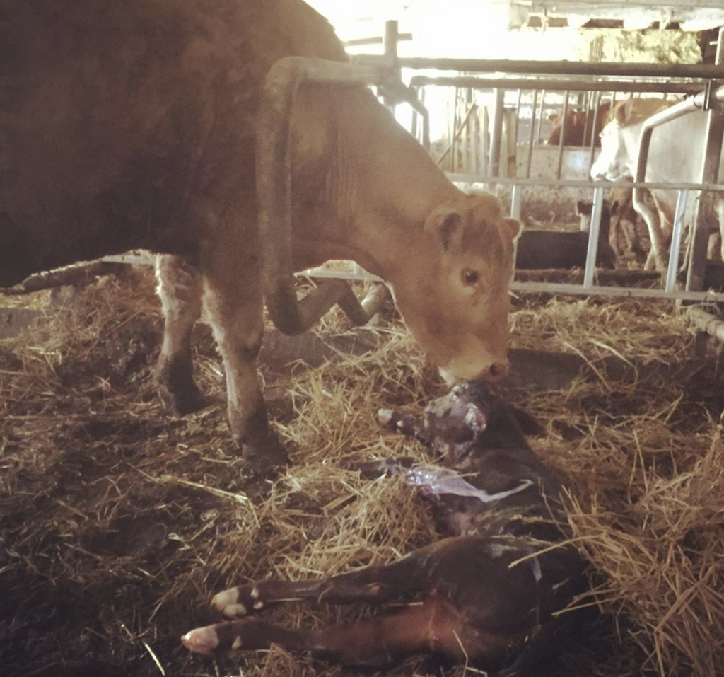 Sauble River Farms | 274 Salem Rd, Allenford, ON N0H 1A0, Canada | Phone: (519) 935-2602