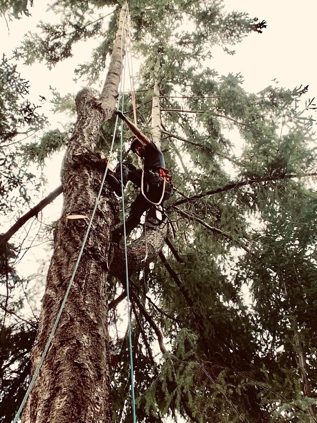 Viking Tree Care Ltd. | 223 Fourth Ave W, Qualicum Beach, BC V9K 1S3, Canada | Phone: (250) 882-5513