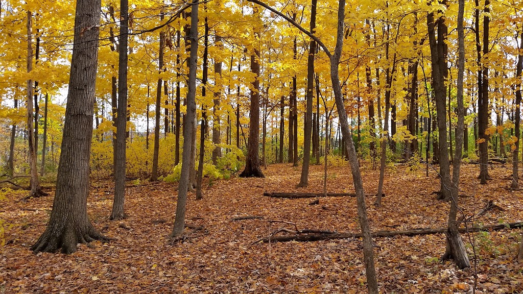 Maplewood Park | Maplewood Park Pathway, Mississauga, ON L5N, Canada
