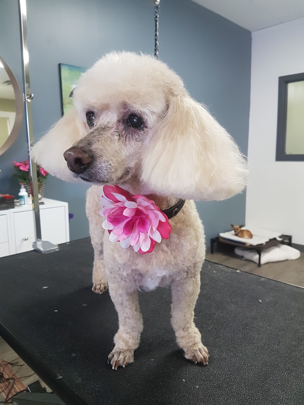 Dapper Dogs | 271 Grassie Blvd, Winnipeg, MB R2G 2L7, Canada | Phone: (204) 668-9663