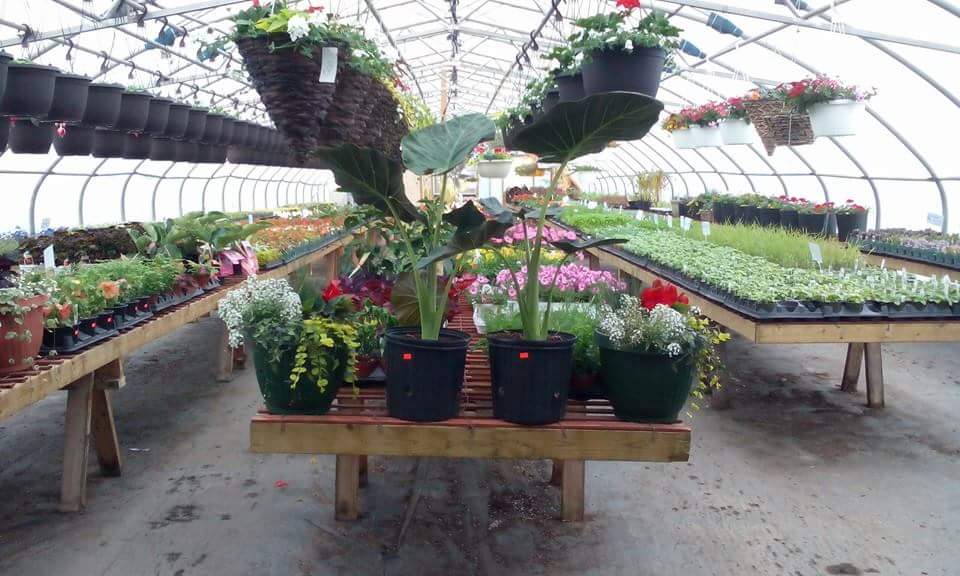 Mekers Greenhouse | 10777 Hwy 17, Verner, ON P0H 2M0, Canada | Phone: (705) 594-1557