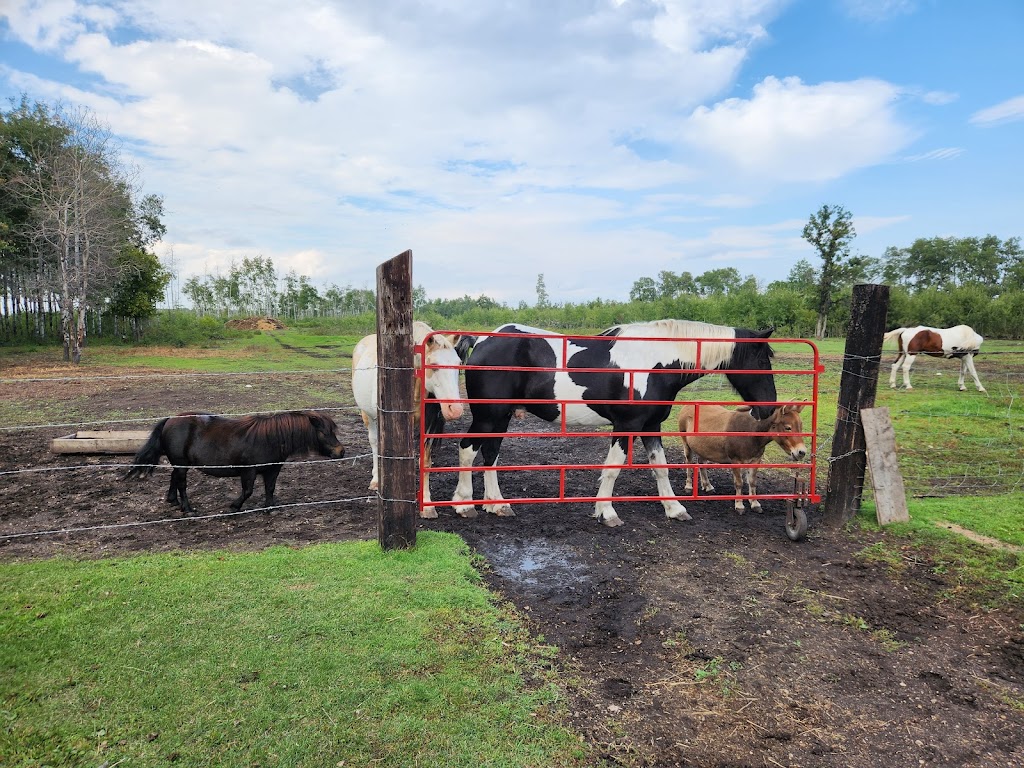 Mini Acres Ranch | Box 56, McCreary, MB R0J 1B0, Canada | Phone: (204) 647-0604