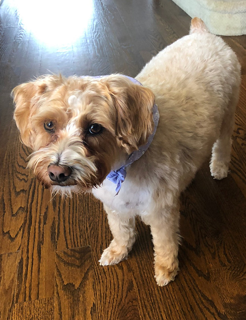Nails & Tails Mobile Dog Grooming | 4451 Kirk Rd, Binbrook, ON L0R 1C0, Canada | Phone: (905) 818-0892