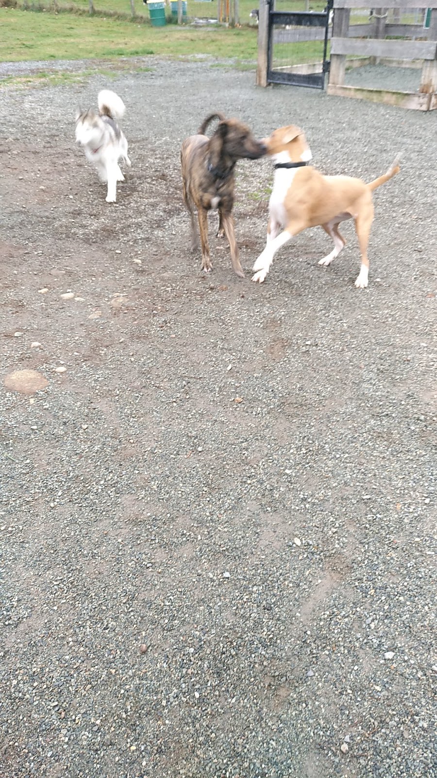 Dog Park | 729-995 Lefeuvre Rd, Abbotsford, BC V4X 1A5, Canada