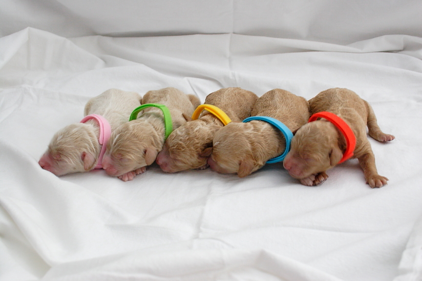 Bluevale Meadows Australian Labradoodles | 41472 Harriston Rd, Wingham, ON N0G 2W0, Canada | Phone: (519) 335-3006