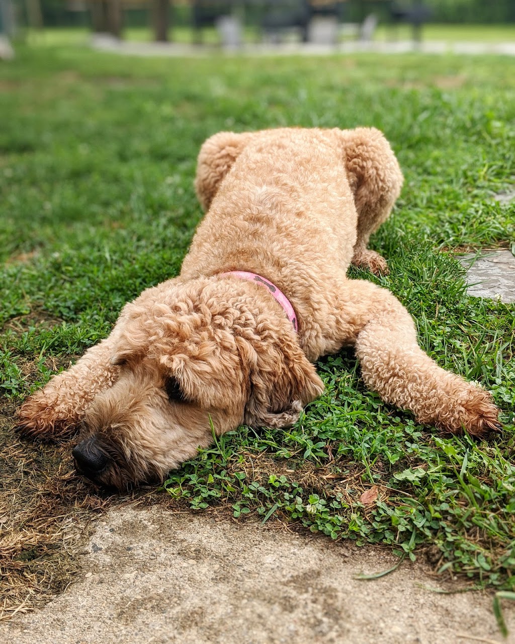 Doggy Discovery Zone | 15364 Muirkirk Line, Muirkirk, ON N0L 1X0, Canada | Phone: (519) 777-9004
