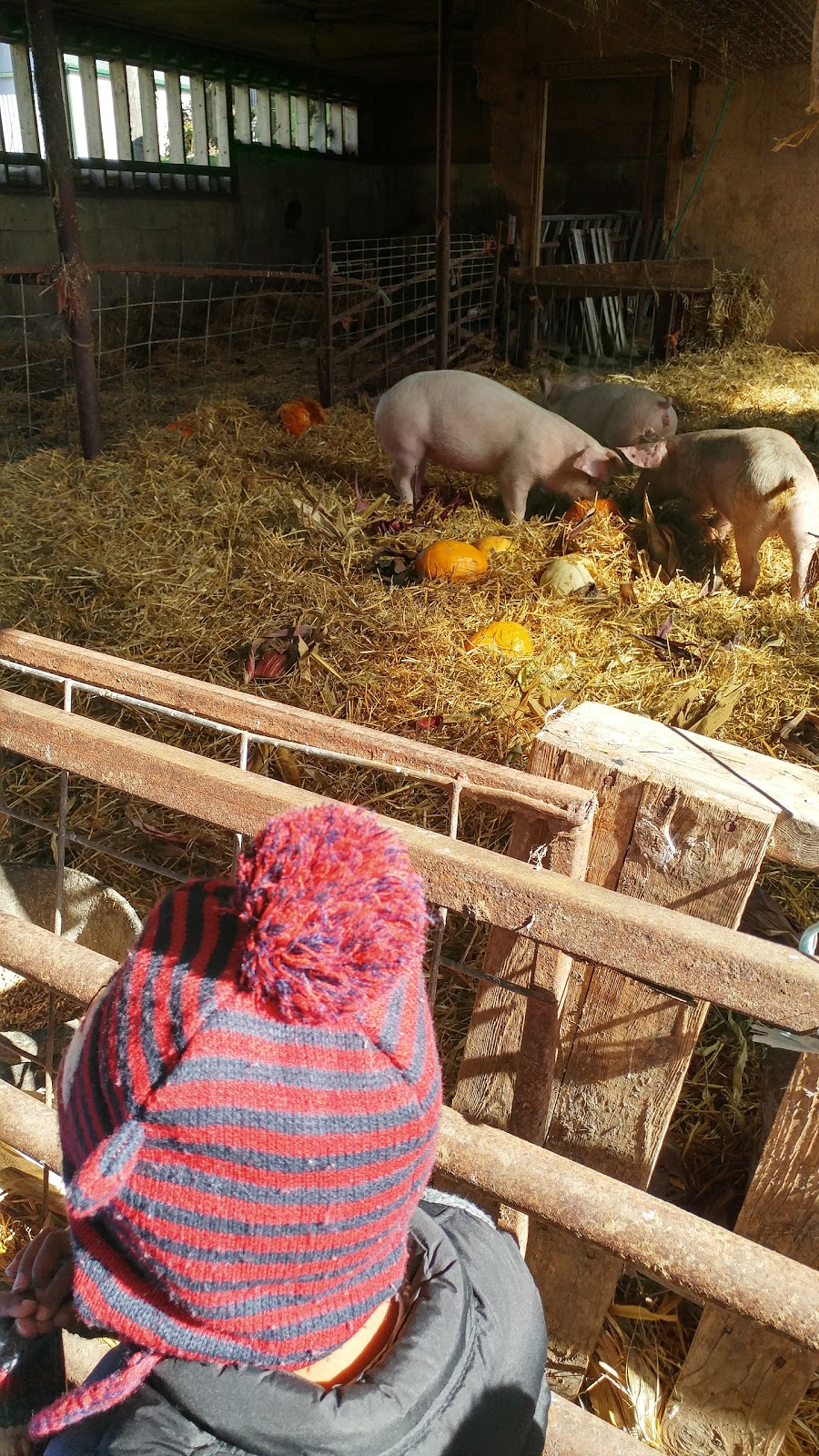 Shantz Family Farm - Closed for the Season | 1544 Bleams Rd, Petersburg, ON N0B 2H0, Canada | Phone: (519) 634-5252