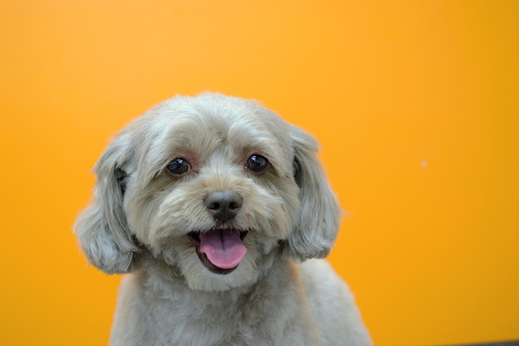 Paws Oasis | 17716 Trans-Canada Hwy, Perth, ON K7H 3C6, Canada | Phone: (613) 267-8051