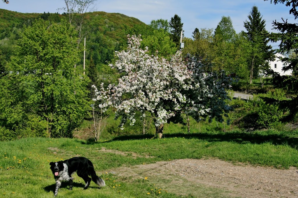 Horticulture Latrémouille | 1892 Chem. de la Montagne, Luskville, QC J0X 2G0, Canada | Phone: (819) 455-9171