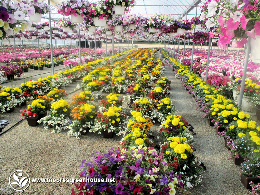 Moores Greenhouse | 243003 Range Road 240, Wheatland County, AB T1P 2C2, Canada | Phone: (403) 934-4885