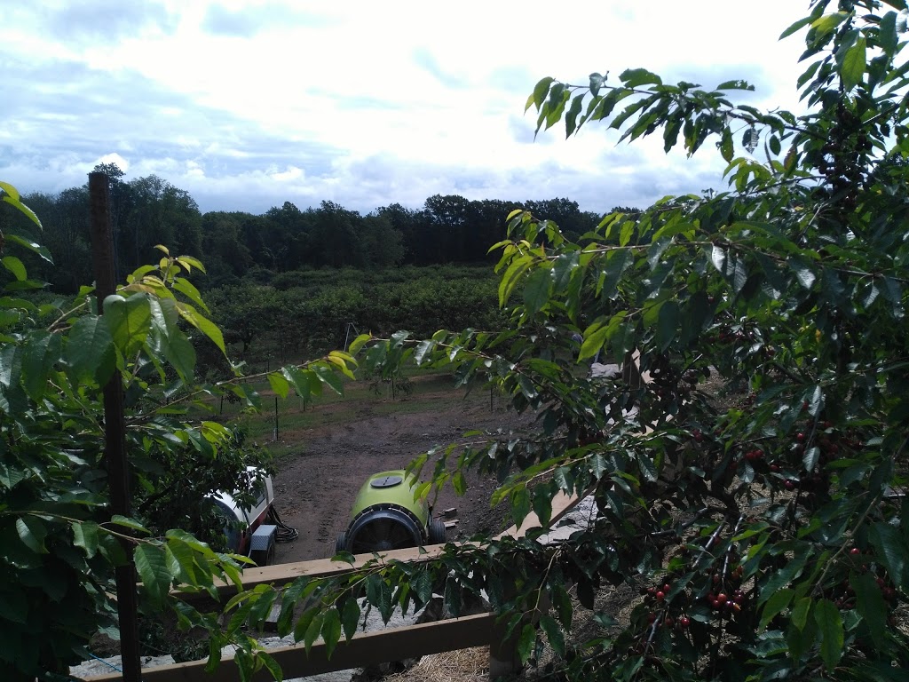 Weilands Cherry Farm | 1625 Haist St, Fonthill, ON L0S 1E0, Canada | Phone: (905) 892-3744