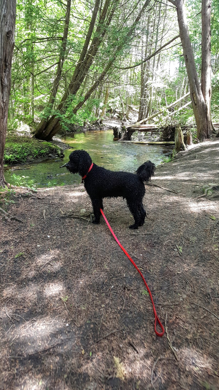 Scout Valley Loop Trail | Old Barrie Rd E, Orillia, ON L0K 2G0, Canada | Phone: (705) 726-9300