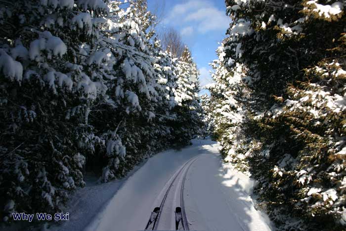 Evergreen Forest | 381135 Concession 17, Georgian Bluffs, ON N0H 2T0, Canada | Phone: (519) 534-9398
