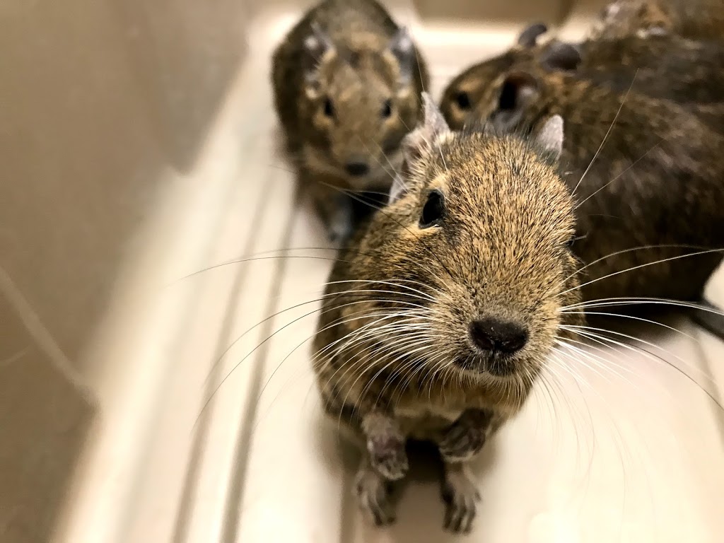 Calgary Avian & Exotic Pet Clinic | 2308 24 St SW #1, Calgary, AB T2T 5H8, Canada | Phone: (403) 240-3577