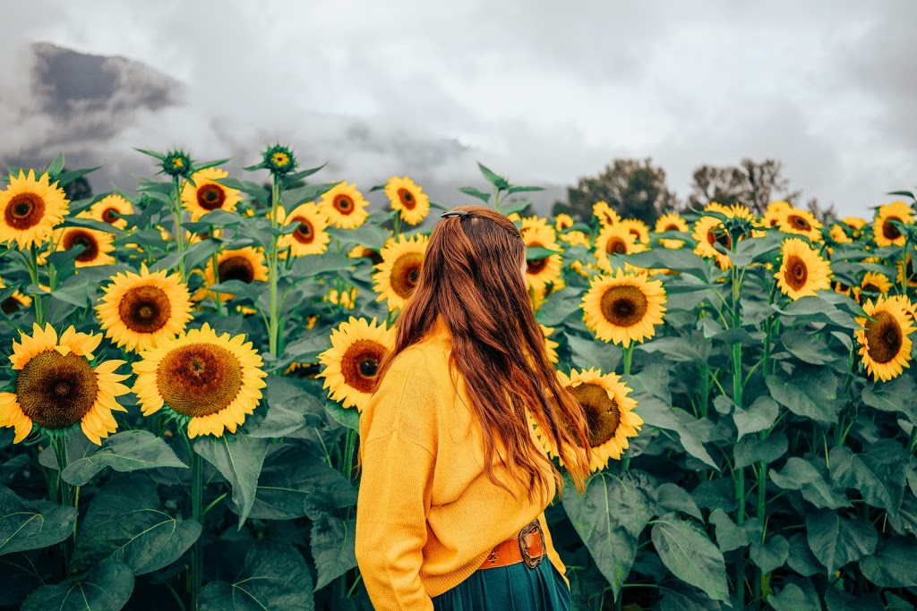 Chilliwack Sunflower Festival | 41310 Yale Rd, Chilliwack, BC V2R 4J3, Canada | Phone: (604) 703-6122