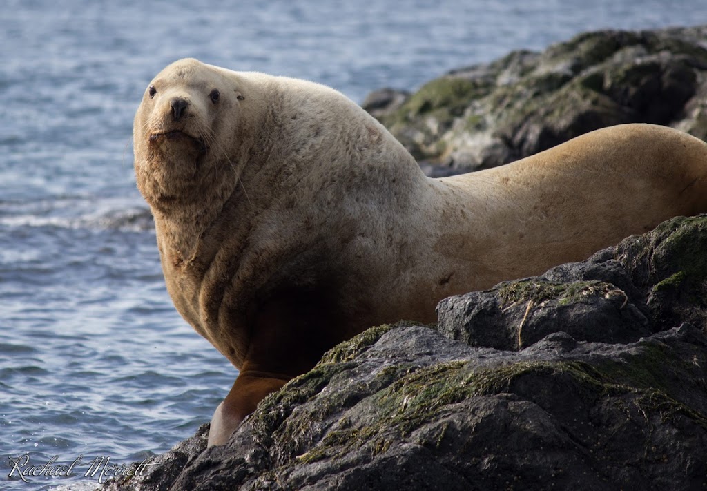 Orca Spirit Whale Watching Adventures | 17293 Parkinson Rd, Port Renfrew, BC V0S 1K0, Canada | Phone: (250) 383-8411