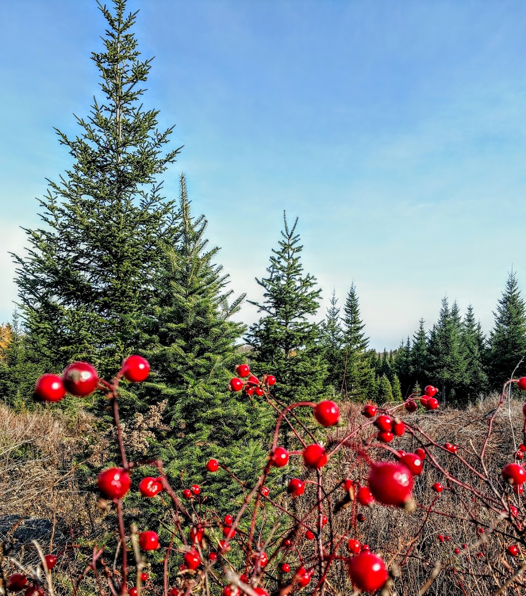 Ledges Edge Lodge | 82 Black Duck Lake Rd, Springfield, NS B0R 1H0, Canada | Phone: (902) 547-2343