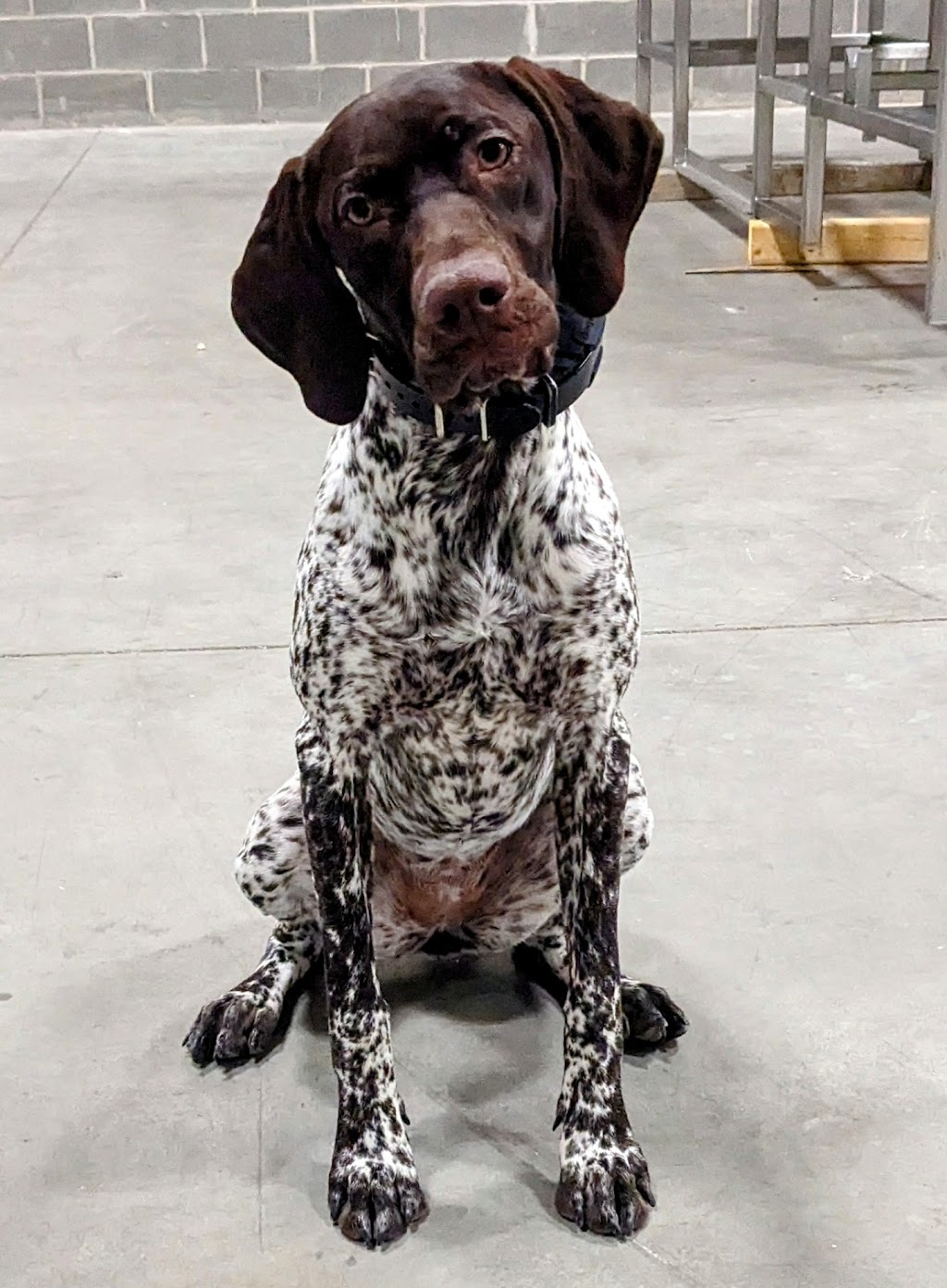 Justice Kennels, Dog Obedience Training | Township Rd 260, Lyalta, AB T0J 1Y0, Canada | Phone: (403) 880-3171
