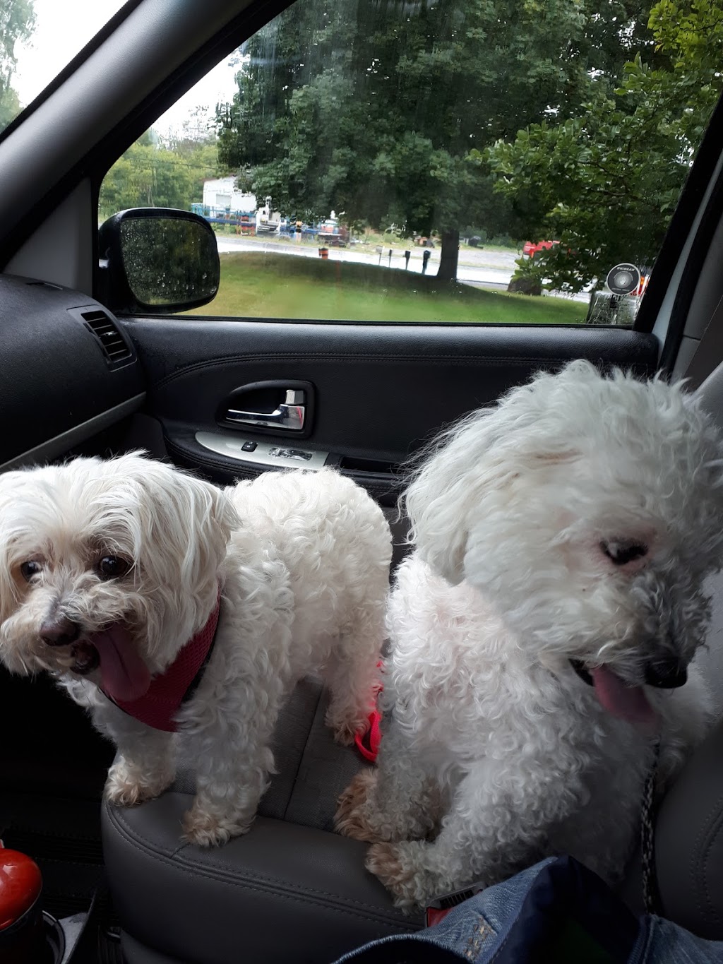 Scruffy To Fluffy | 14494 County Rd 2, Brighton, ON K0K 1H0, Canada | Phone: (613) 848-5595