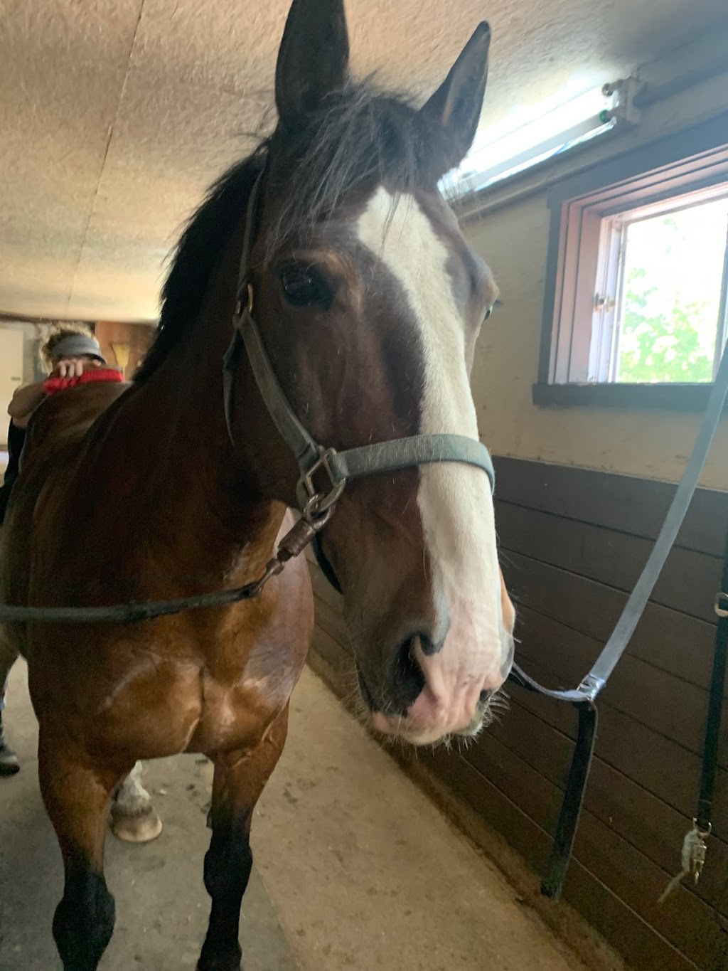 Greystone Equine | 11 Chem. Saint-Georges, Rigaud, QC J0P 1P0, Canada | Phone: (514) 569-9762