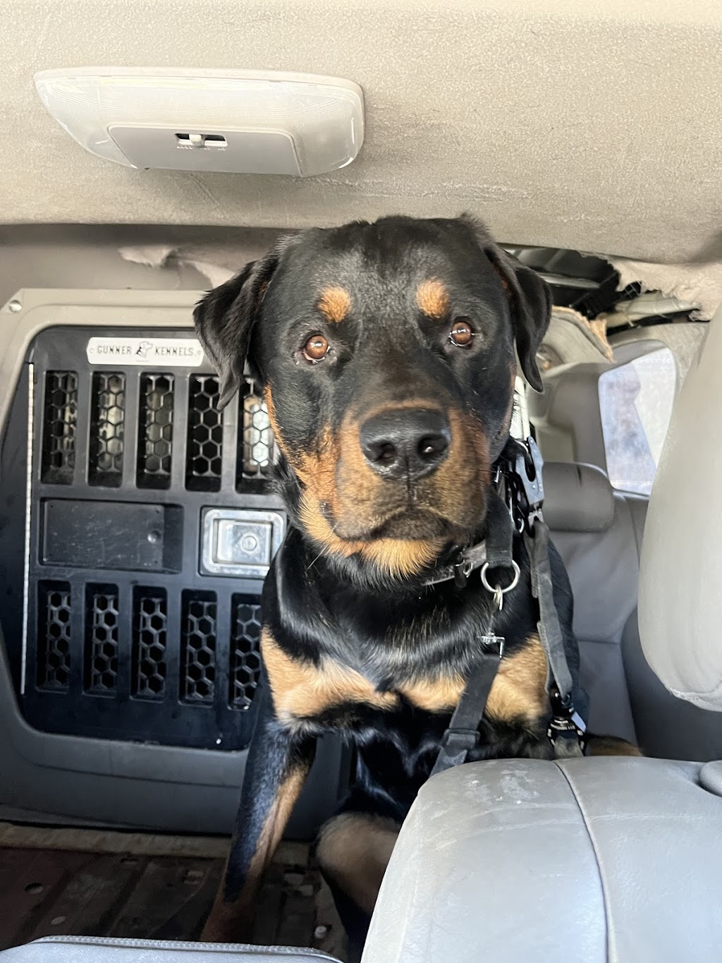 One More Light K9 | S Island Park Dr, Ottawa, ON K4M 1J2, Canada | Phone: (613) 807-7597