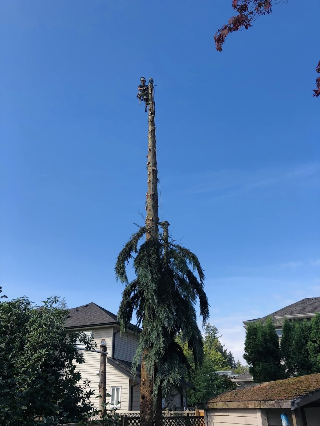 Trapp Arborist Services | 7321 Halifax St #1106, Burnaby, BC V5A 4R5, Canada | Phone: (604) 700-9030