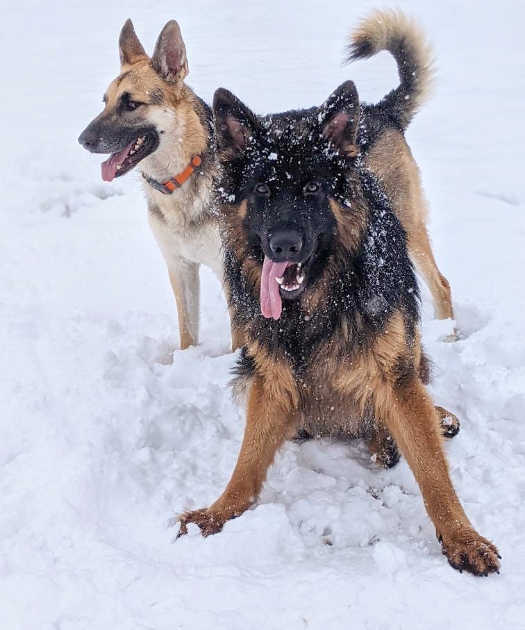 Canadian Canine College | 2097 Windham East Quarter Line Rd, Vanessa, ON N0E 1V0, Canada | Phone: (519) 443-6558