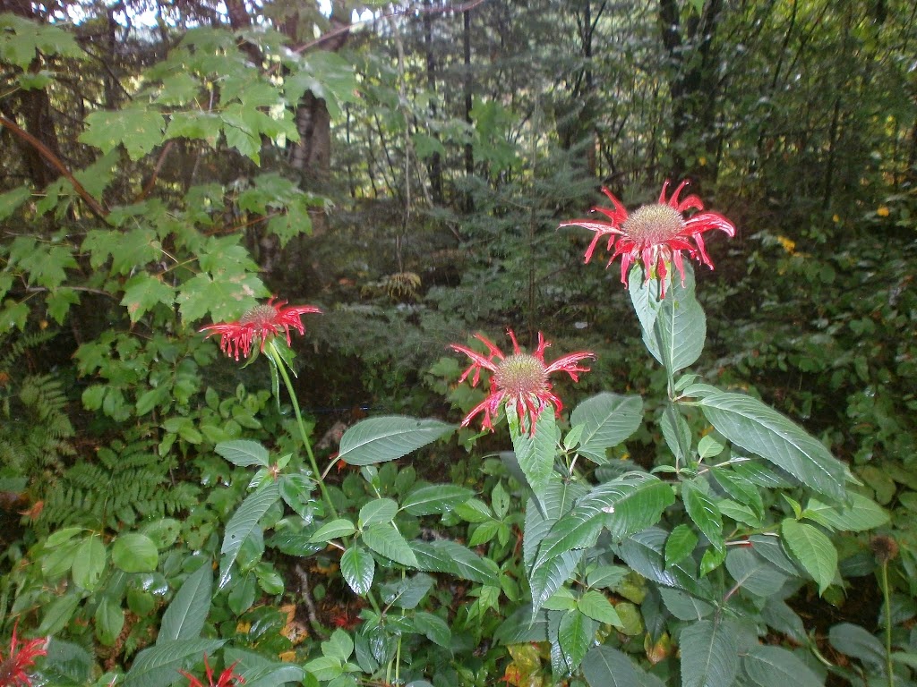 Pépinière Jean Gagné | 19 Rue Langlois, Saint-Lambert-de-Lauzon, QC G0S 2W0, Canada | Phone: (418) 889-9161