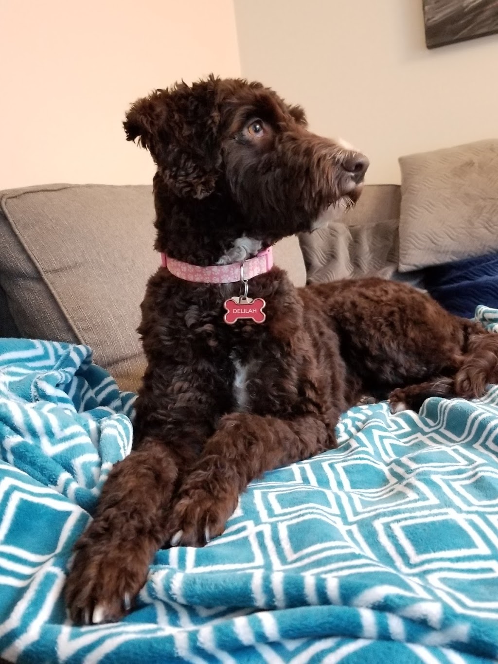 Delilahs Poodle Doodles | 936 Harmony Rd N #968, Oshawa, ON L1K 2B3, Canada | Phone: (416) 556-7688