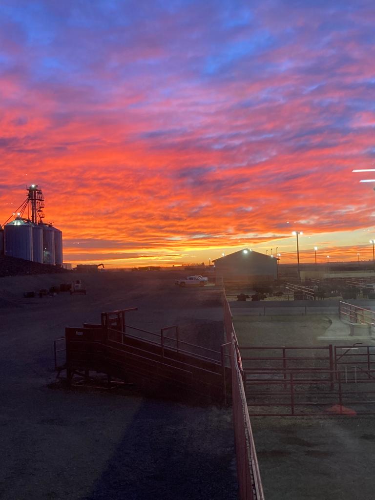 Serfas Farms Enchant Feed Yard | corner range road 181 and, Township Rd 150, Enchant, AB T0K 0V0, Canada | Phone: (825) 609-4110