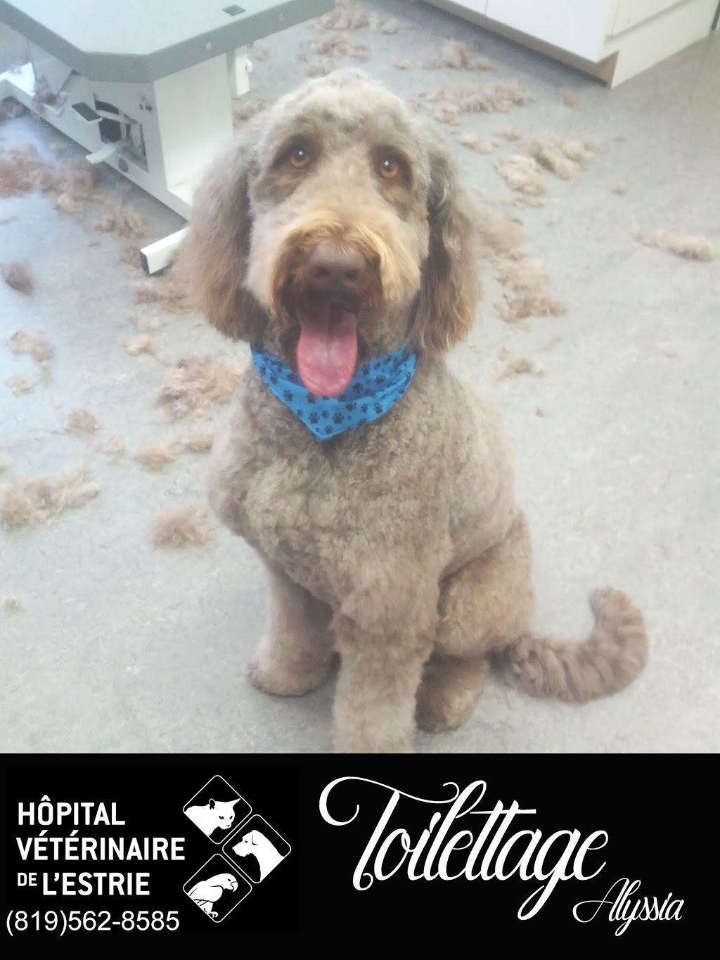 Veterinary Hospital De LEstrie | 2736 Rue Galt O, Sherbrooke, QC J1K 2V8, Canada | Phone: (819) 562-8585