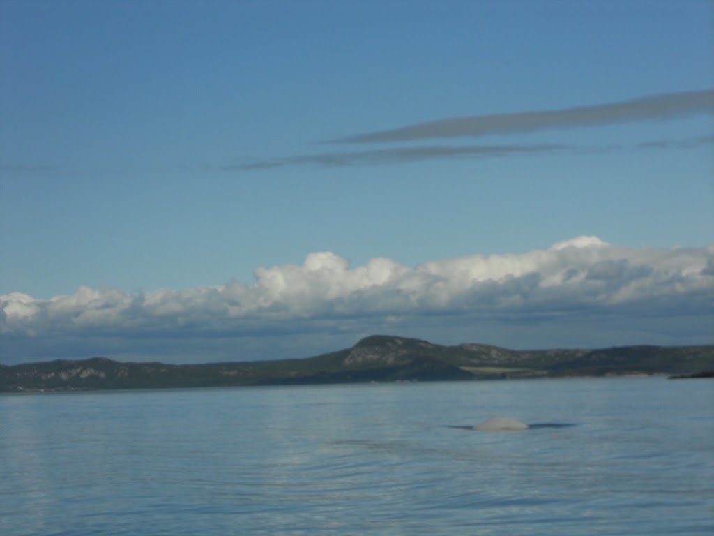 Excursions de la Providence | Av. LeBlanc, Kamouraska, QC G0L 1M0, Canada | Phone: (418) 551-5708