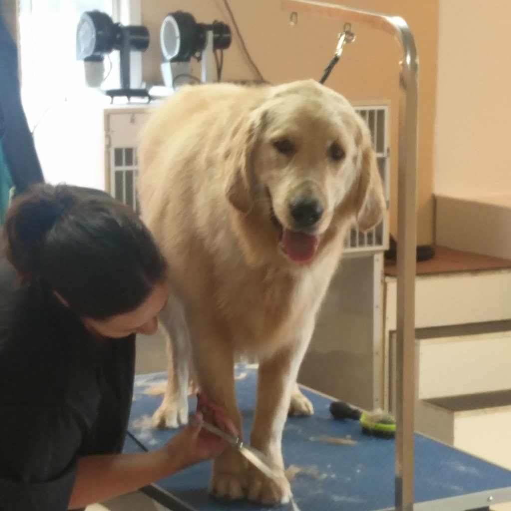Pampered Pet Palace | 2798 S Talbot Rd, Cottam, ON N0R 1B0, Canada | Phone: (519) 733-5205