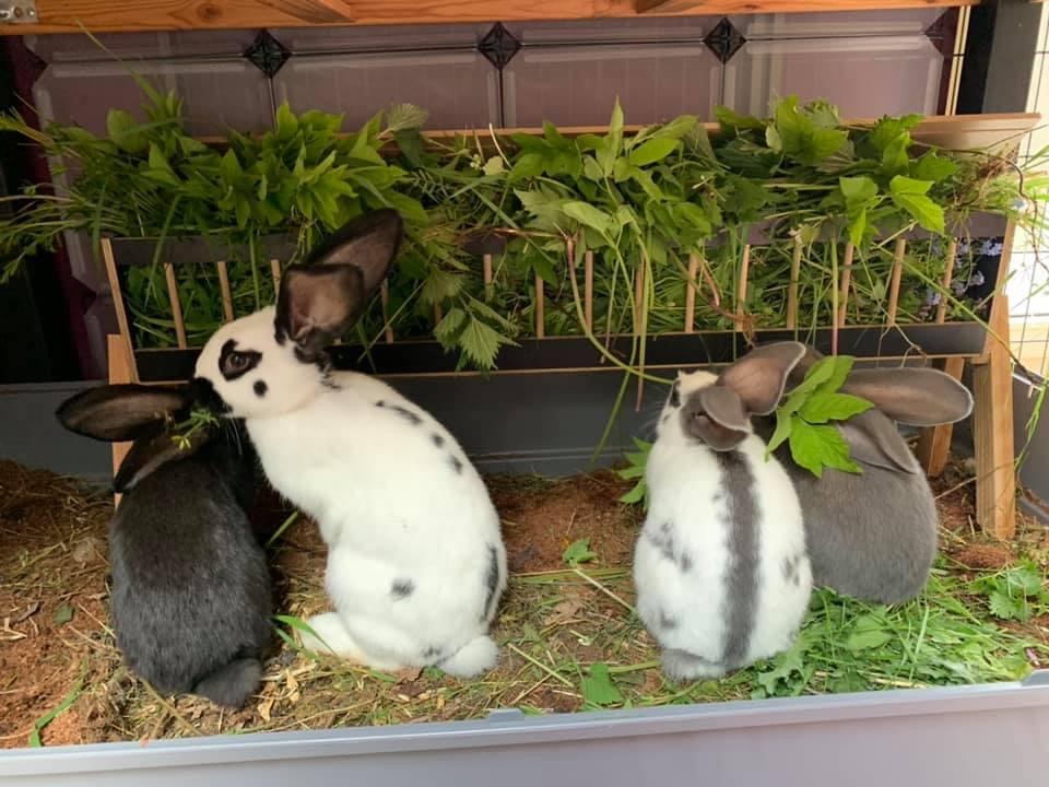 Thumpers Valley Rabbity | 216 Cooper Rd, Madoc, ON K0K 2K0, Canada | Phone: (613) 661-4017