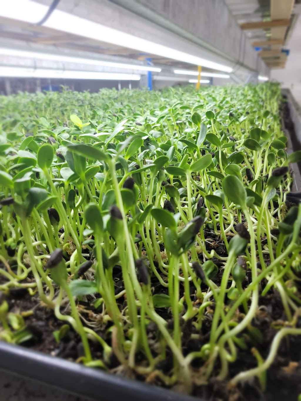 Agropol | 1060 Rue de Cherbourg #85, Sherbrooke, QC J1K 2N8, Canada | Phone: (819) 212-7464