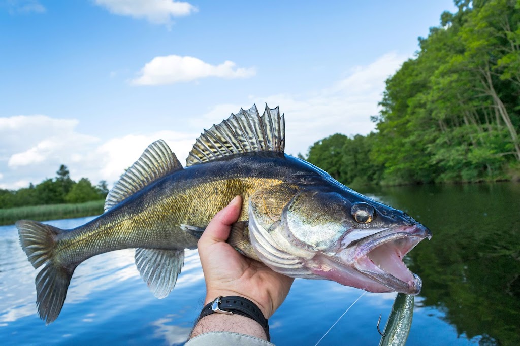 Domaine Shannon Inc | Lac seguin, La Vallée-de-la-Gatineau, QC J0W 2C0, Canada | Phone: (819) 449-3285