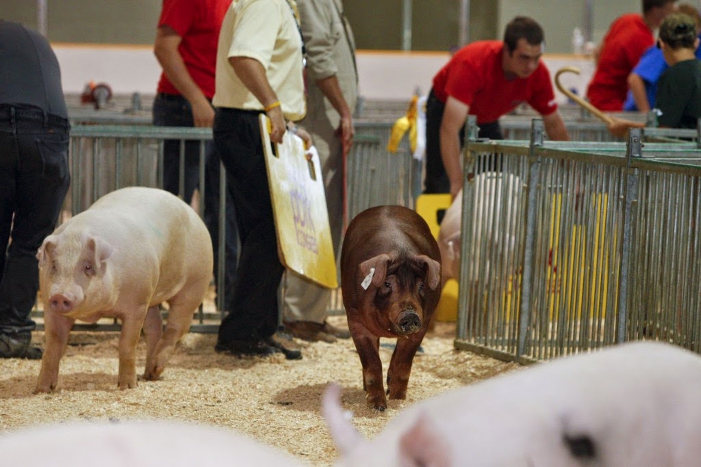 Ontario Pork Congress | Stratford, ON N5A 7V8, Canada | Phone: (519) 272-1532