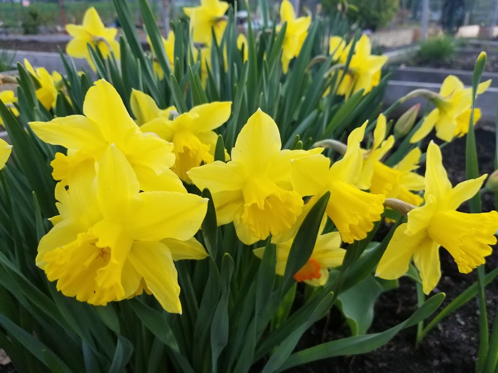 Jardins communautaires parc Adrien-D.-Archambault | 1001 Boulevard de la Forêt, Verdun, QC H3E 1X9, Canada | Phone: (514) 765-7270