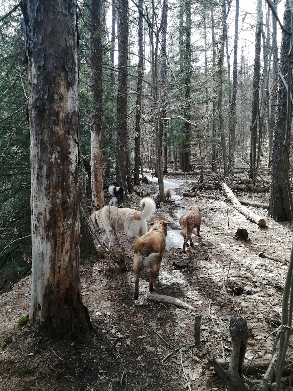 Happy Hounds - Dog Walking and Pet Sitting | 14 Boag Ct, Barrie, ON L4N 7L6, Canada | Phone: (705) 970-5671
