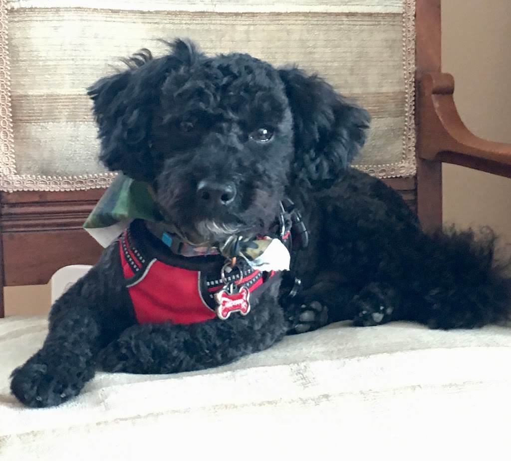 Pawtricias Dog Grooming | 56 Nicole Marie Ave, Barrie, ON L4M 6Y6, Canada | Phone: (416) 857-5300